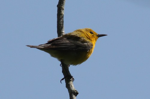 Prothonotary Warbler - 4/16/2010