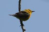 World Bird Wednesday: Prothonotary Warbler