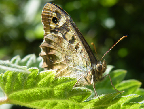 speckled wood closed wing