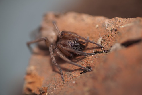 Mouse Spider (Scotophaeus blackwalli)