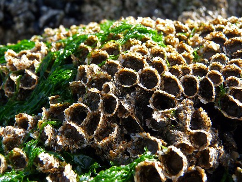 22431 - Honeycomb Worm, Sker Point