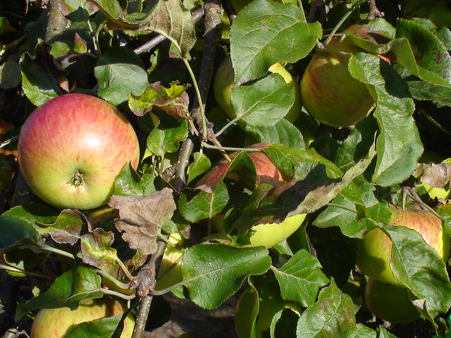 Apples from the apple tree in our new garden