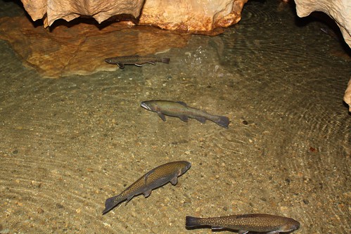 trout in Linville Caverns
