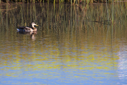 265.365 Last Duck On The Pond.