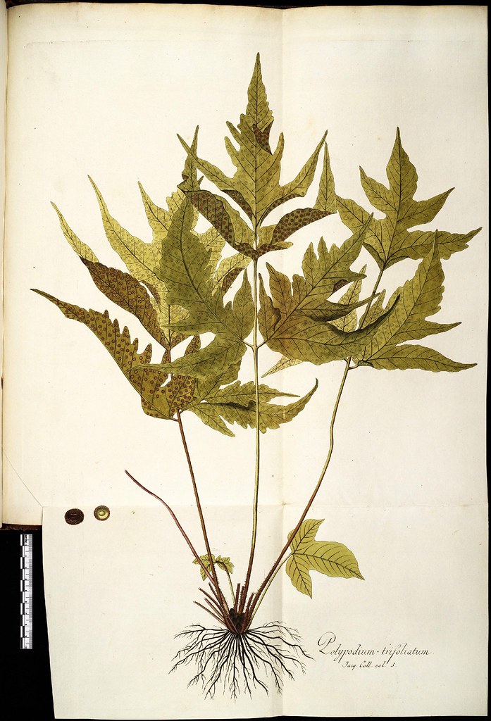 Polyplodium trifoliatum