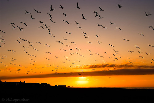 Cape May - Skimmer Sunrise