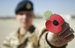 Soldier With Poppy