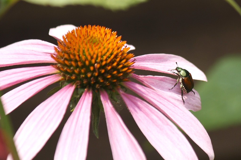 Japanese Beetle on Echinaea  1