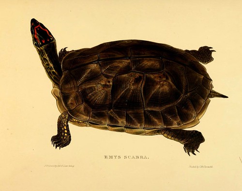 009-Emys Scabra-Tortoises terrapins and turtles..1872-James Sowerby