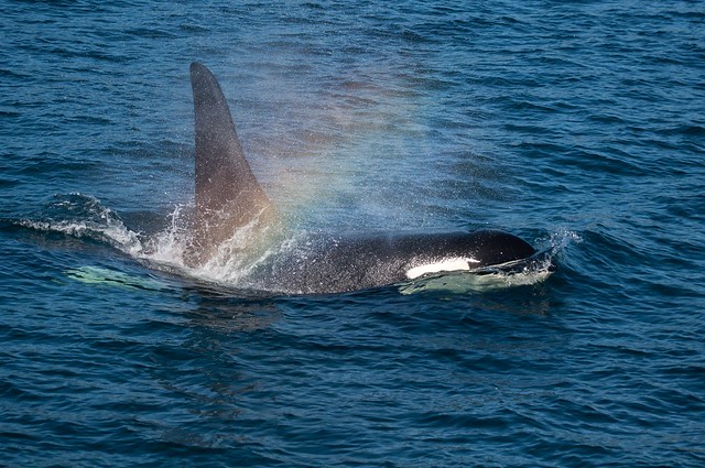 Orca Whale on the hunt for salmon with rainbow