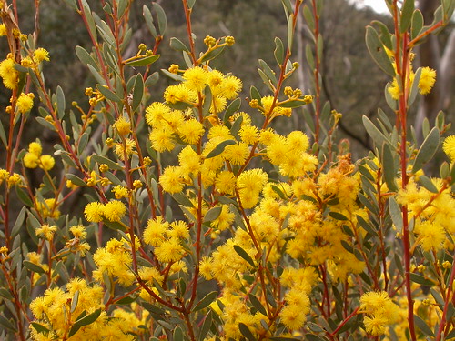 Acacia buxifolia image