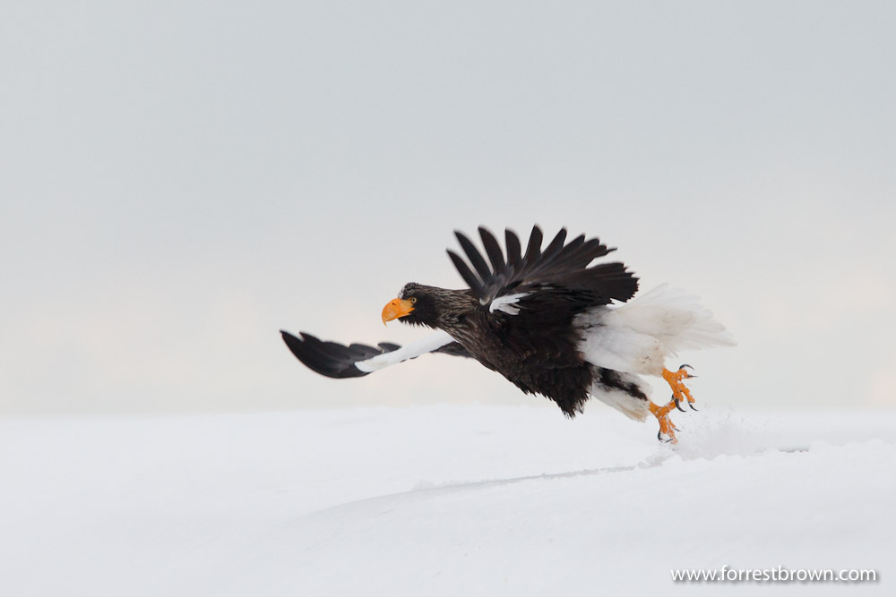 Hokkaido, Japan, Nature Photography, Workshop, Winter, Wildlife, Eagle