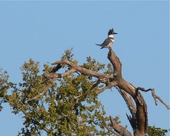Female Belted Kingfisher - 1