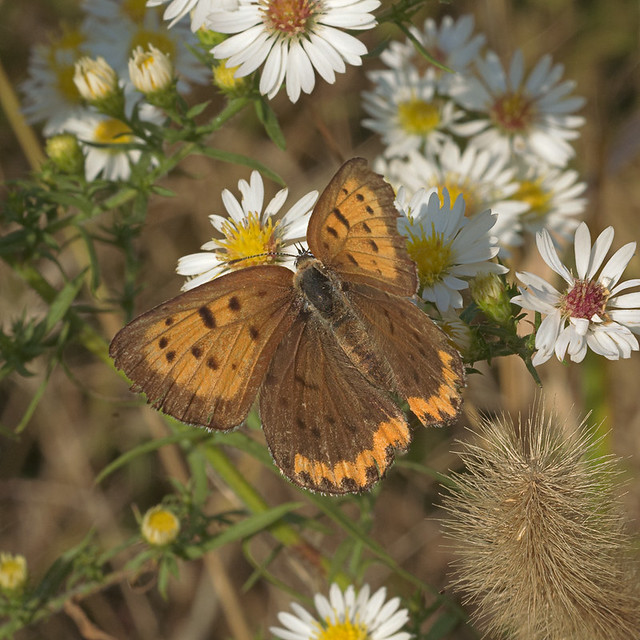 Marais Temp Clair Conservation Area, in Portage des Sioux, Missouri, USA - butterfly