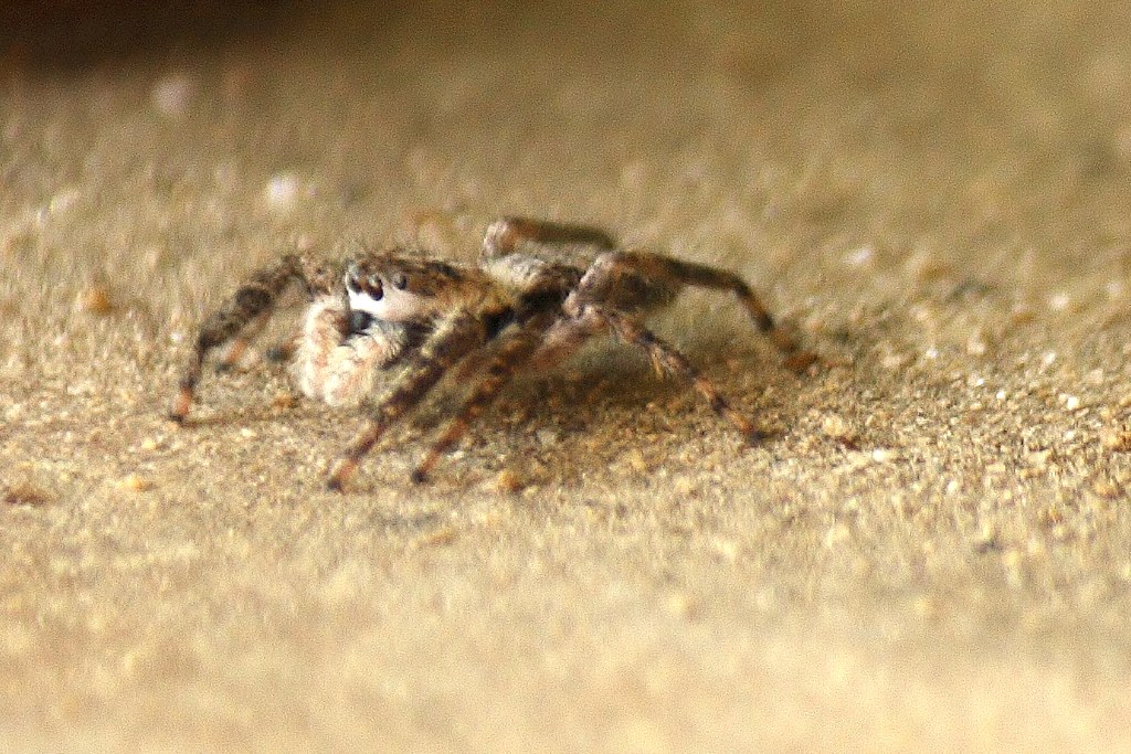 unidentified spider (15)