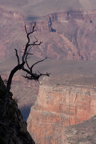 Tim Burton's Grand Canyon