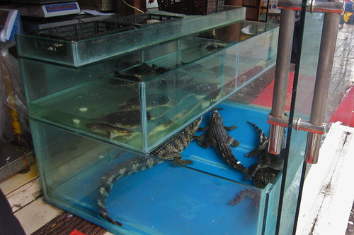 Turtles and crocodiles for sale, Chengdu fish market