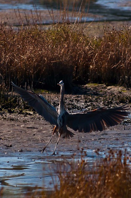 Blue Heron flairing on approach