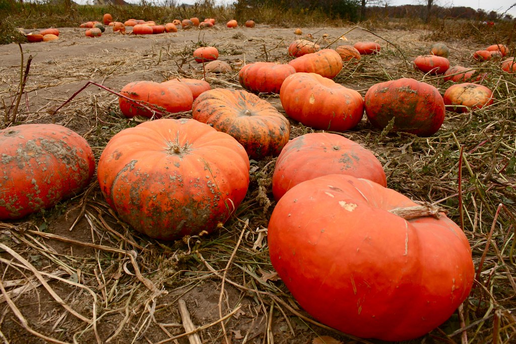 flat, round funny looking pumpkins