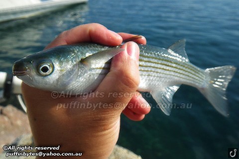 Boxlip Mullet - Oedalechilus labeo