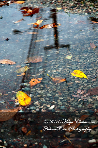 11-01-2010_leaves_in_puddle_wm-1