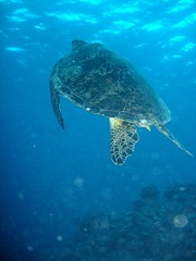 圖三：大堡礁擁有六種海龜，而全世界只有七種海龜。