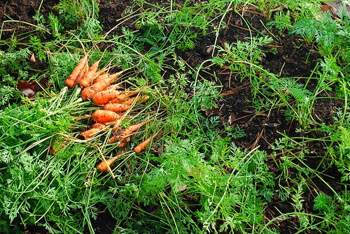 carrot bed