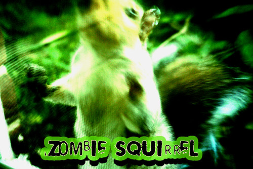 zombie squirrel