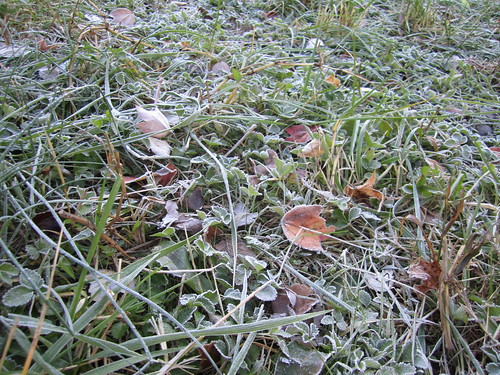 frosted ground