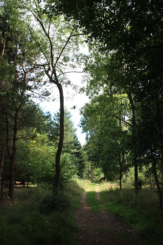 West Wycombe woods
