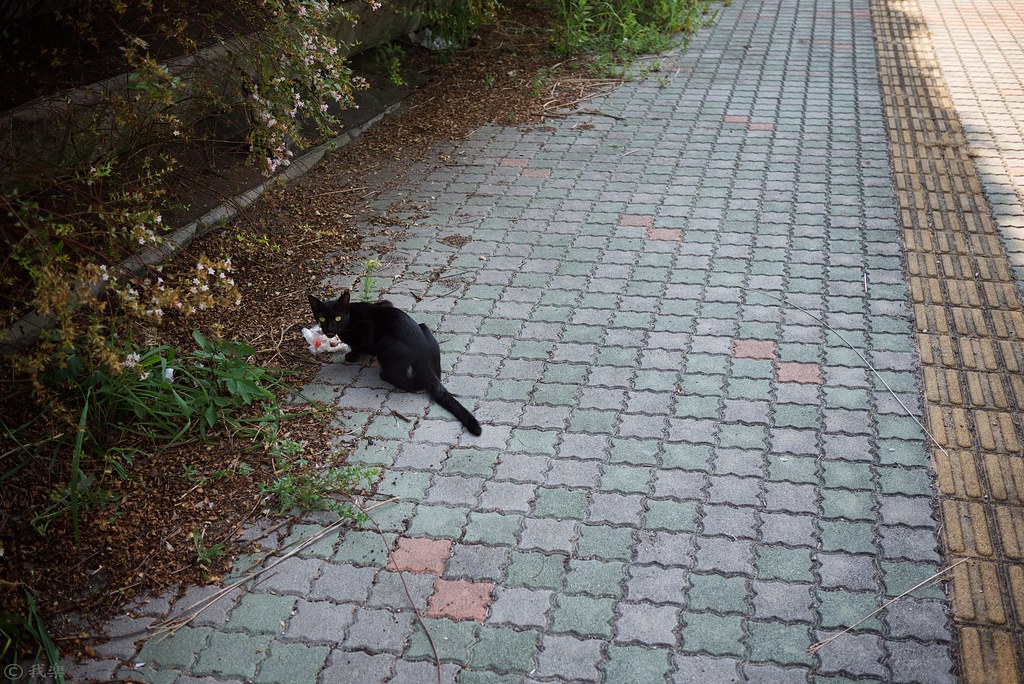 cat on the street #3