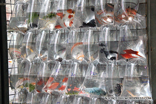 Multi-coloured bags of fishes