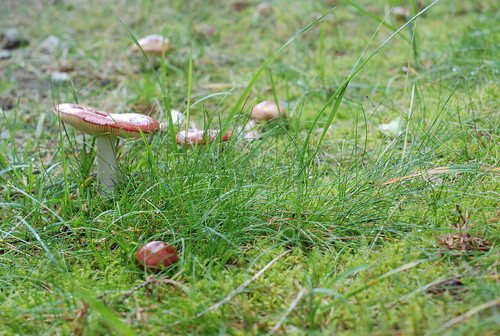 pilvikud aias/mushrooms (russula) in the garden