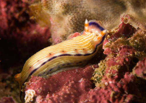 Pease's Nudibranch (Hypselodoris peasei)