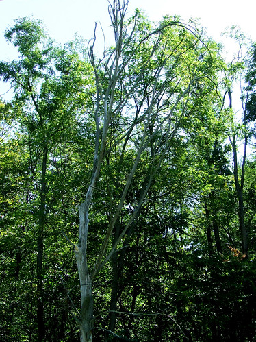 dead elm tree pictures. dead elm tree