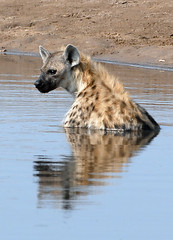 Spotted Hyena 2, Etosha