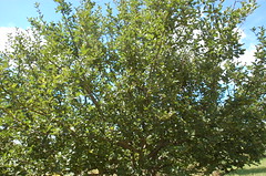 Healthy Unsprayed Apple Tree <a style="margin-left:10px; font-size:0.8em;" href="http://www.flickr.com/photos/91915217@N00/4994641163/" target="_blank">@flickr</a>