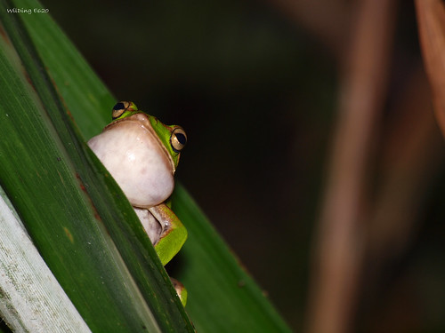 翡翠樹蛙 Rhacophorus prasinatus