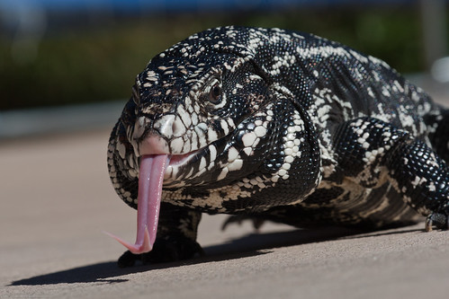 black and white tegu. The Argentine lack and white