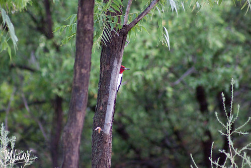 redheadedwoodpecker