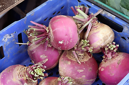 giant turnips