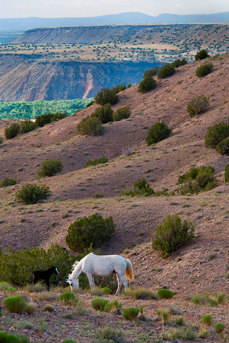 Molly and Foal in the Hills