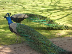 What Makes you Proud as a Peacock in Your Business?