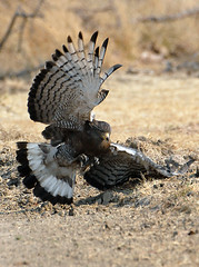 Western Banded Snake Eagle #1