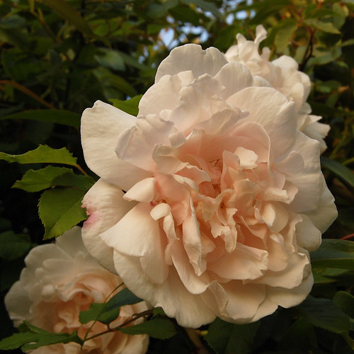 Rosa "M.me Alfred Carriere" 04