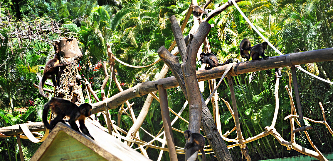 soteropoli.com fotografia fotos de salvador bahia brasil brazil 2010 zoo zoologico by tuniso (24)