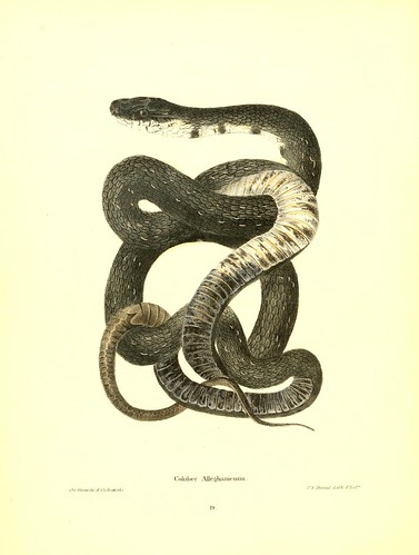 002-Coluber Alleghamensis-North American herpetology…1842-Joh Edwards Holbrook