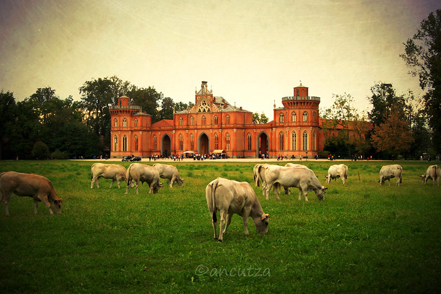 Mucche pascolando nel parco del castello di racconigi