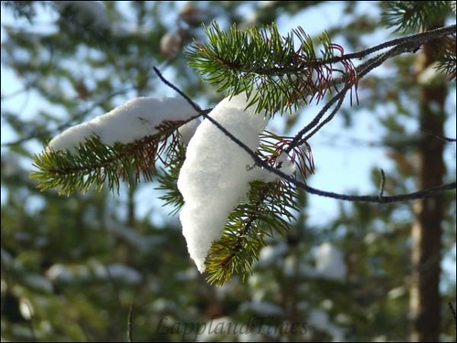 Snow on Pine Twigs