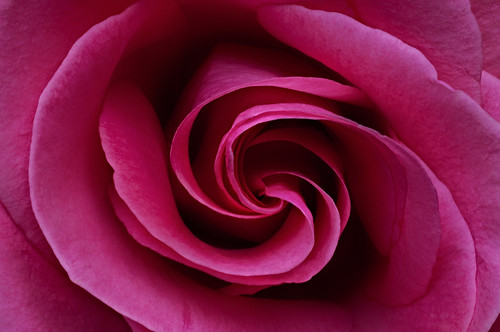 Whirl of Rose